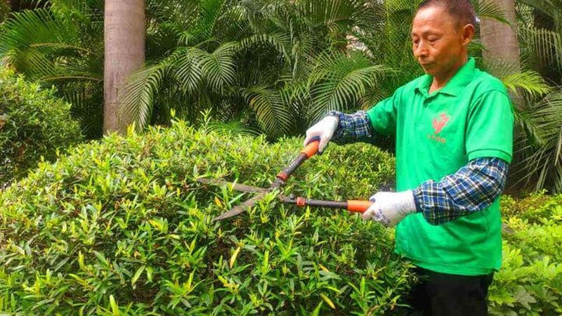 如何选择优质的苗木种植技术视频教程**