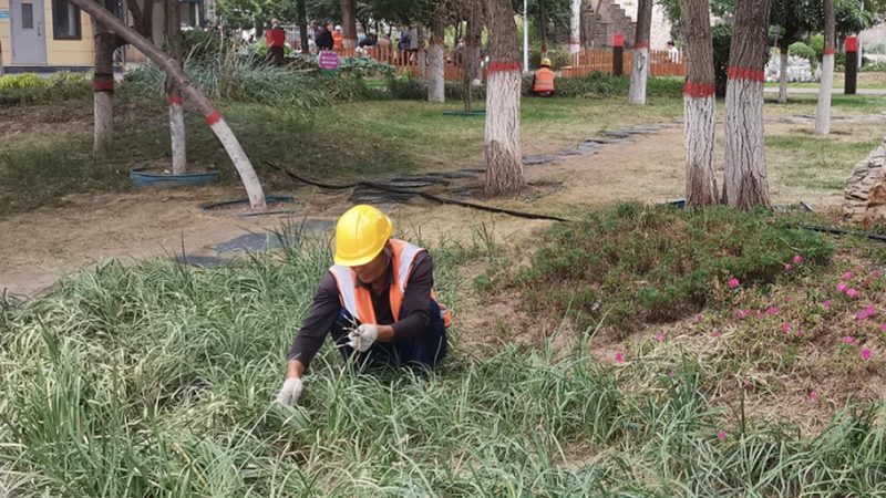 市政绿化苗木性价比之选：如何规避误区，实现效益最大化