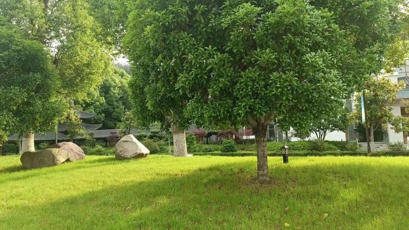草坪铺设维护保养：关键步骤与常见误区