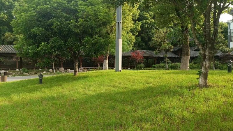 如何提高绿化植被成活率：优选苗木品种的关键**